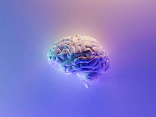 A realistic model of a human brain is shown on a gradient background of purple and peach tones, illuminated with soft lighting.
